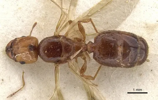 Pheidole vigilans specimen CASENT0901544 image casent0901544_1