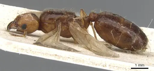 Pheidole vigilans specimen CASENT0901544 image casent0901544_3