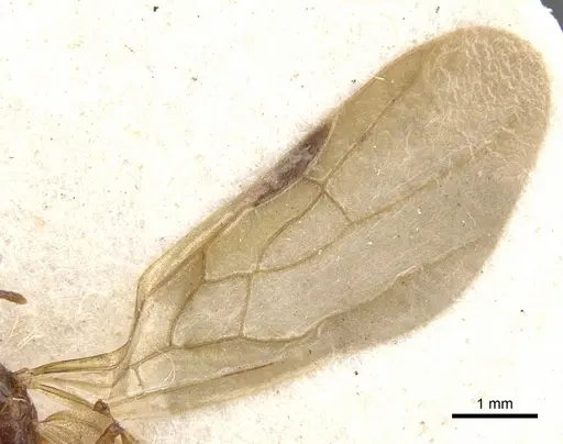 Pheidole vigilans specimen CASENT0901544 image casent0901544_4