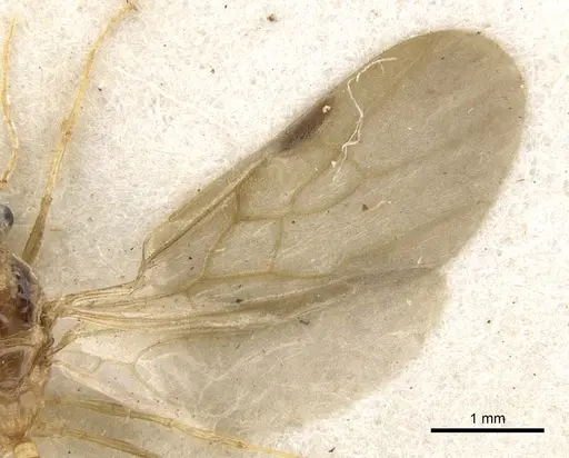 Pheidole vigilans specimen CASENT0901545 image casent0901545_4