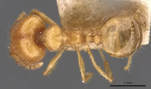 Pheidole vigilans specimen CASENT0908015 image casent0908015_1