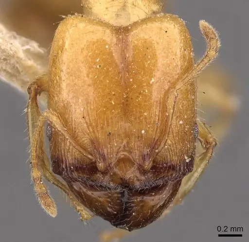 Pheidole vigilans specimen CASENT0908015 image casent0908015_2