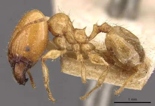 Pheidole vigilans specimen CASENT0908015 image casent0908015_3