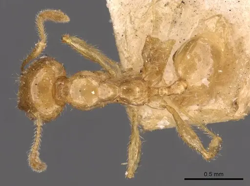 Pheidole vigilans specimen CASENT0908016 image casent0908016_1