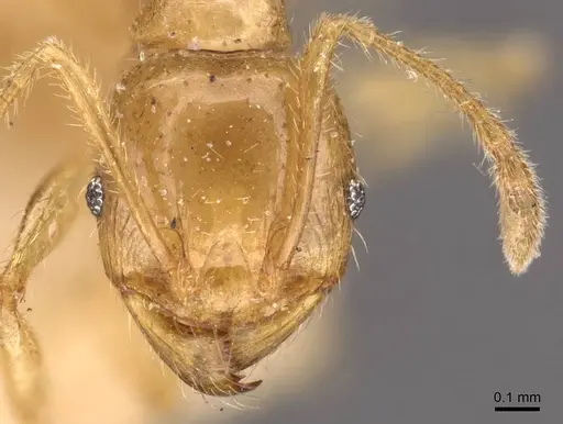 Pheidole vigilans specimen CASENT0908016 image casent0908016_2