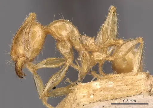 Pheidole vigilans specimen CASENT0908016 image casent0908016_3