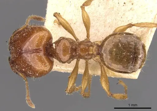 Pheidole vigilans specimen CASENT0908017 image casent0908017_1