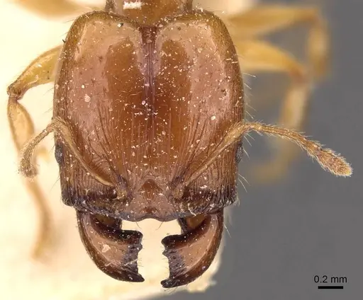 Pheidole vigilans specimen CASENT0908017 image casent0908017_2