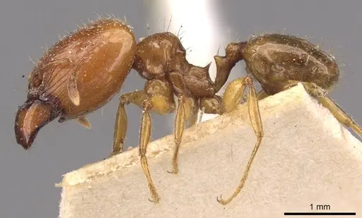 Pheidole vigilans specimen CASENT0908017 image casent0908017_3