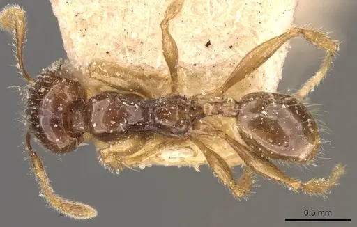 Pheidole vigilans specimen CASENT0908018 image casent0908018_1
