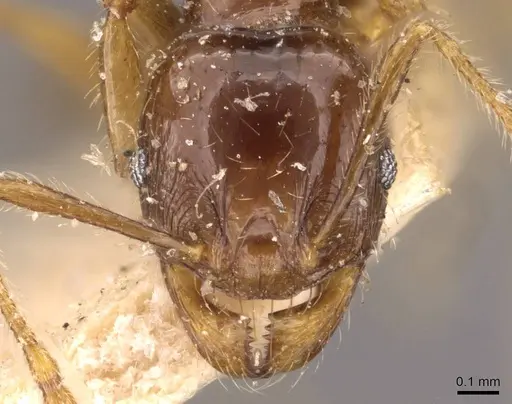 Pheidole vigilans specimen CASENT0908018 image casent0908018_2