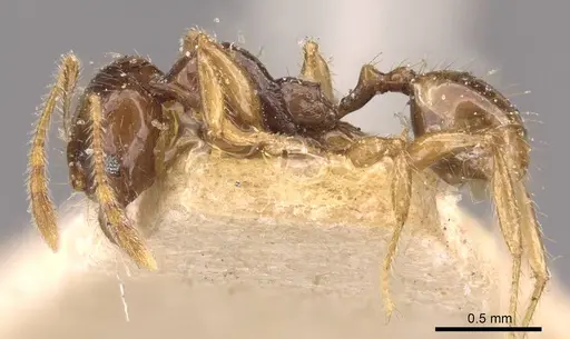 Pheidole vigilans specimen CASENT0908018 image casent0908018_3