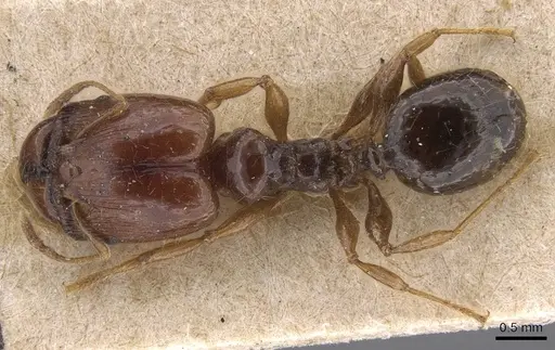 Pheidole vigilans specimen CASENT0915458 image casent0915458_1