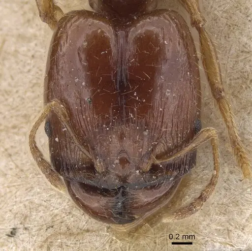 Pheidole vigilans specimen CASENT0915458 image casent0915458_2