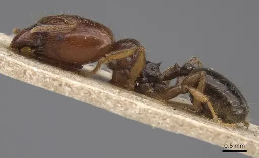 Pheidole vigilans specimen CASENT0915458 image casent0915458_3