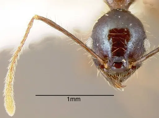 Pheidole violacea specimen CASENT0635545 image casent0635545_1
