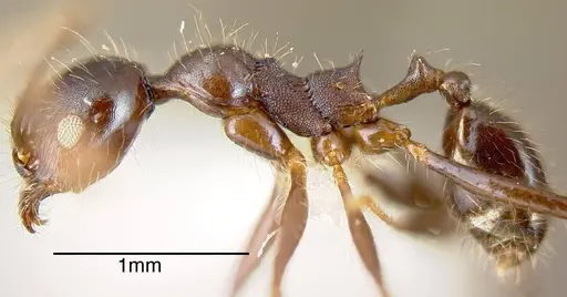 Pheidole violacea specimen CASENT0635545 image casent0635545_2