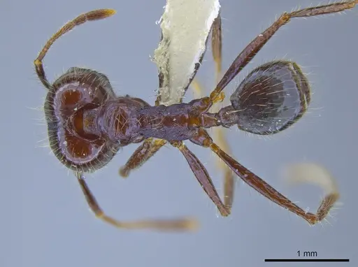 Pheidole violacea specimen JTLC000001484 image jtlc000001484_1