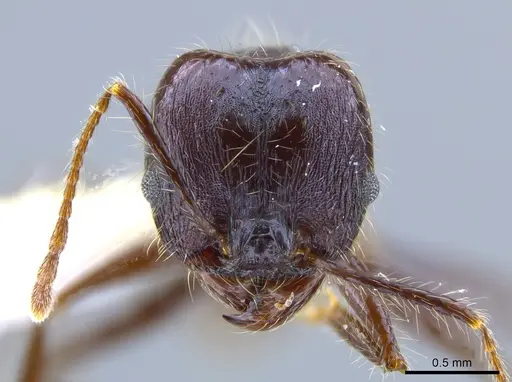 Pheidole violacea specimen JTLC000001484 image jtlc000001484_2