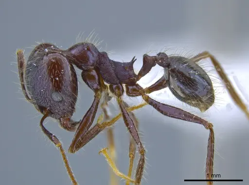 Pheidole violacea specimen JTLC000001484 image jtlc000001484_3