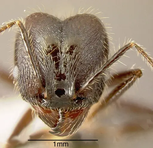 Pheidole violacea specimen JTLC000001485 image jtlc000001485_1