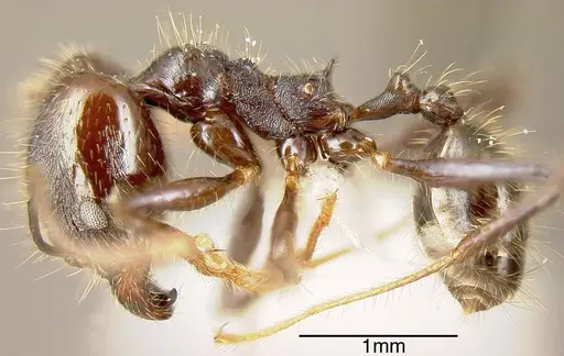 Pheidole violacea specimen JTLC000001485 image jtlc000001485_2