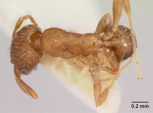 Pheidole virago specimen CASENT0103483 image casent0103483_1
