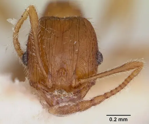 Pheidole virago specimen CASENT0103483 image casent0103483_2