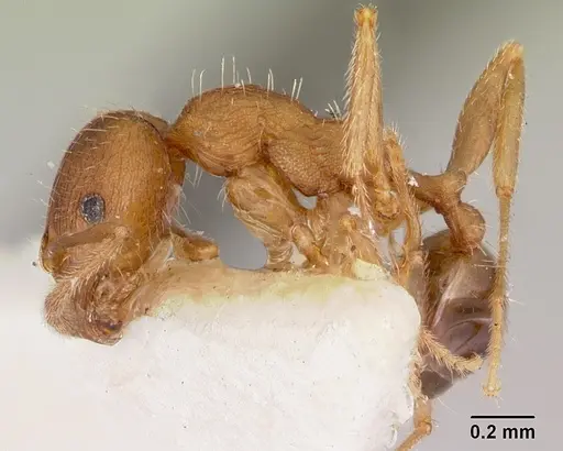 Pheidole virago specimen CASENT0103483 image casent0103483_3