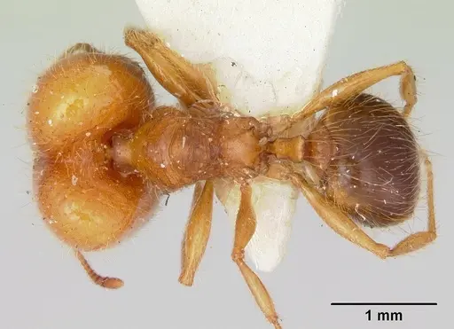 Pheidole virago specimen CASENT0103484 image casent0103484_1