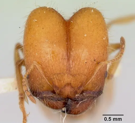 Pheidole virago specimen CASENT0103484 image casent0103484_2