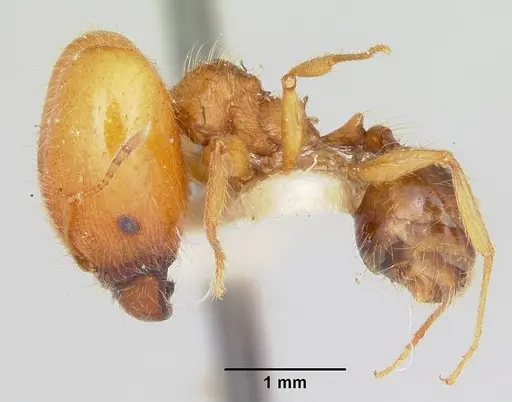 Pheidole virago specimen CASENT0103484 image casent0103484_3