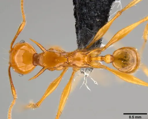 Pheidole viserion specimen CASENT0199333 image casent0199333_1