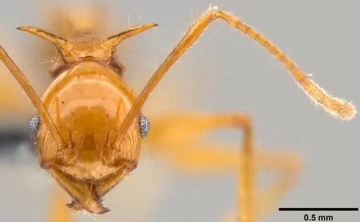 Pheidole viserion specimen CASENT0199333 image casent0199333_2