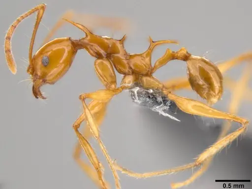 Pheidole viserion specimen CASENT0199333 image casent0199333_3