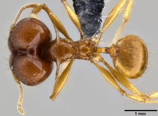 Pheidole viserion specimen CASENT0219462 image casent0219462_1