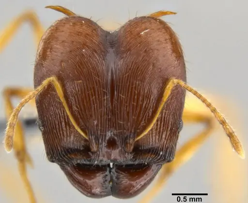Pheidole viserion specimen CASENT0219462 image casent0219462_2