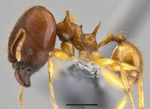 Pheidole viserion specimen CASENT0219462 image casent0219462_3