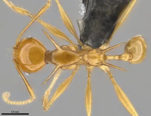 Pheidole viserion specimen CASENT0282331 image casent0282331_1