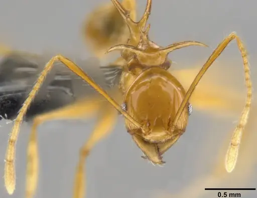 Pheidole viserion specimen CASENT0282331 image casent0282331_2