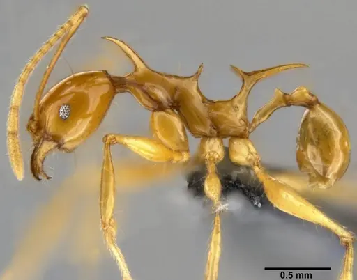 Pheidole viserion specimen CASENT0282331 image casent0282331_3