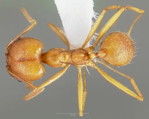 Pheidole vistana specimen CASENT0005740 image casent0005740_1