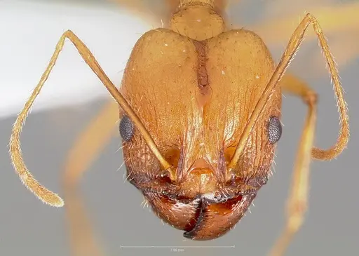 Pheidole vistana specimen CASENT0005740 image casent0005740_2