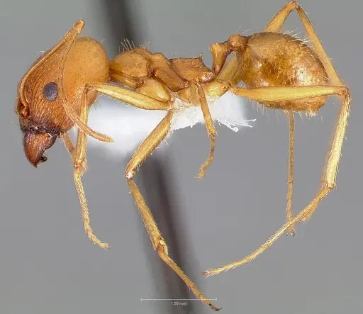 Pheidole vistana specimen CASENT0005740 image casent0005740_3