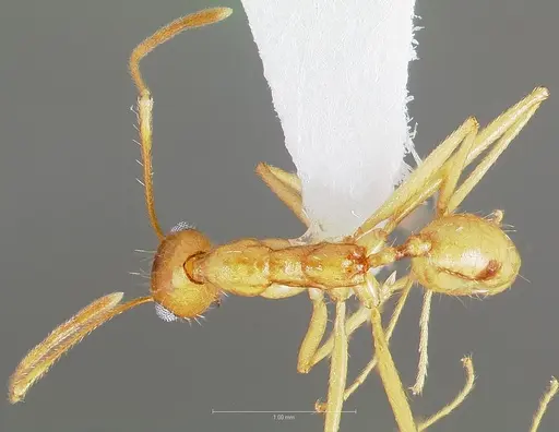 Pheidole vistana specimen CASENT0005741 image casent0005741_1
