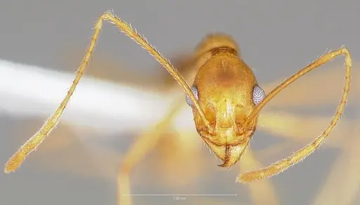 Pheidole vistana specimen CASENT0005741 image casent0005741_2