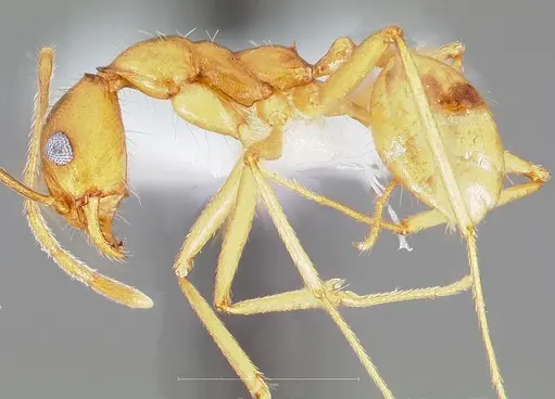 Pheidole vistana specimen CASENT0005741 image casent0005741_3