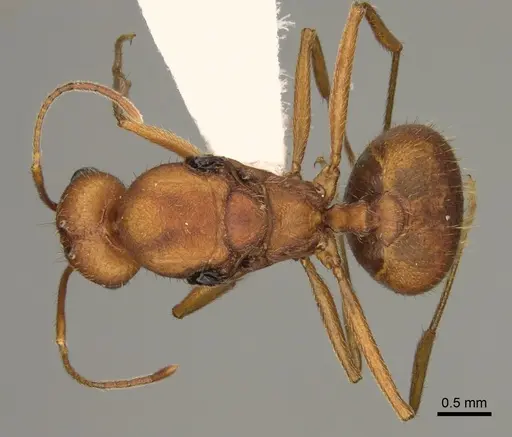 Pheidole vistana specimen CASENT0863104 image casent0863104_1