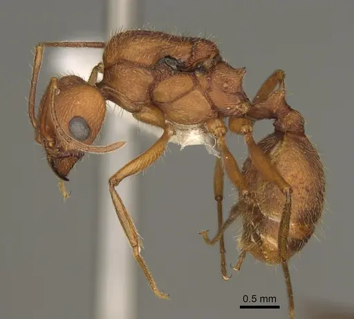 Pheidole vistana specimen CASENT0863104 image casent0863104_3