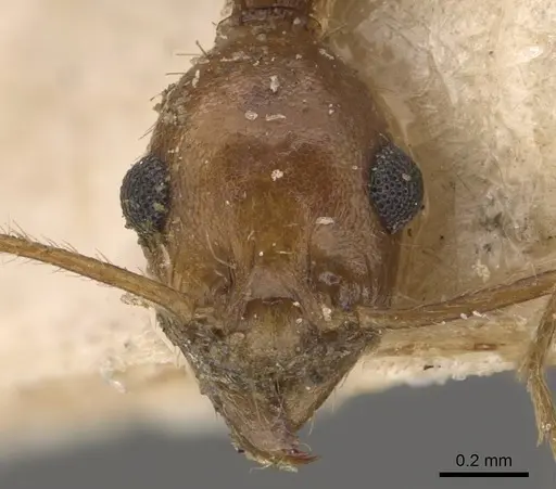 Pheidole vistana specimen CASENT0908099 image casent0908099_2